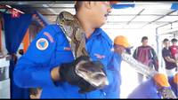 Un gros serpent