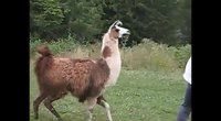 Un lama pas très zen