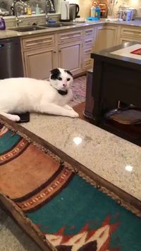 Un FDP avec un miaulement chelou