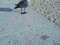 Quand tu nourris les mouettes à Marseille