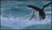 Les dents de la mer