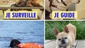 Utilité d'un chien