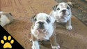 La compilation des bulldogs