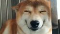 Happy dog