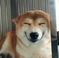 Happy dog