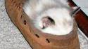 Coussin pour chaton
