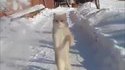 Un chat attaque la neige