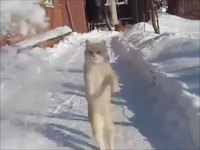 Un chat attaque la neige
