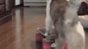 Sk'cat