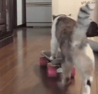 Sk'cat
