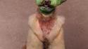 Yodog