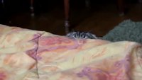 Chat espion