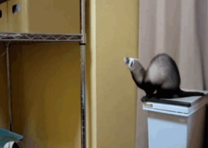 Tu sautes ou quoi ?