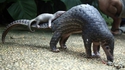 Pangolin