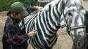 Cheval tagué