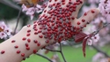 Coccinelles
