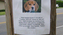 Chien trouvé