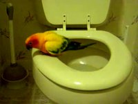 Oiseau propre
