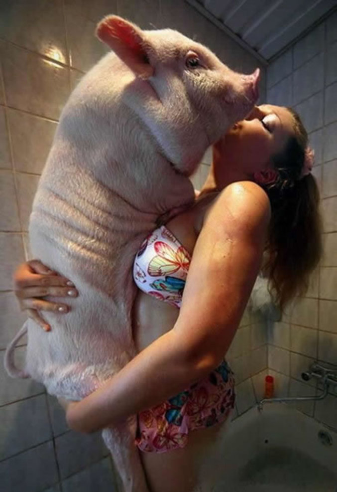 Un cochon qui prend sa douche en belle compagnie.