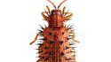 Les insectes sont nos amis