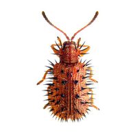 Les insectes sont nos amis