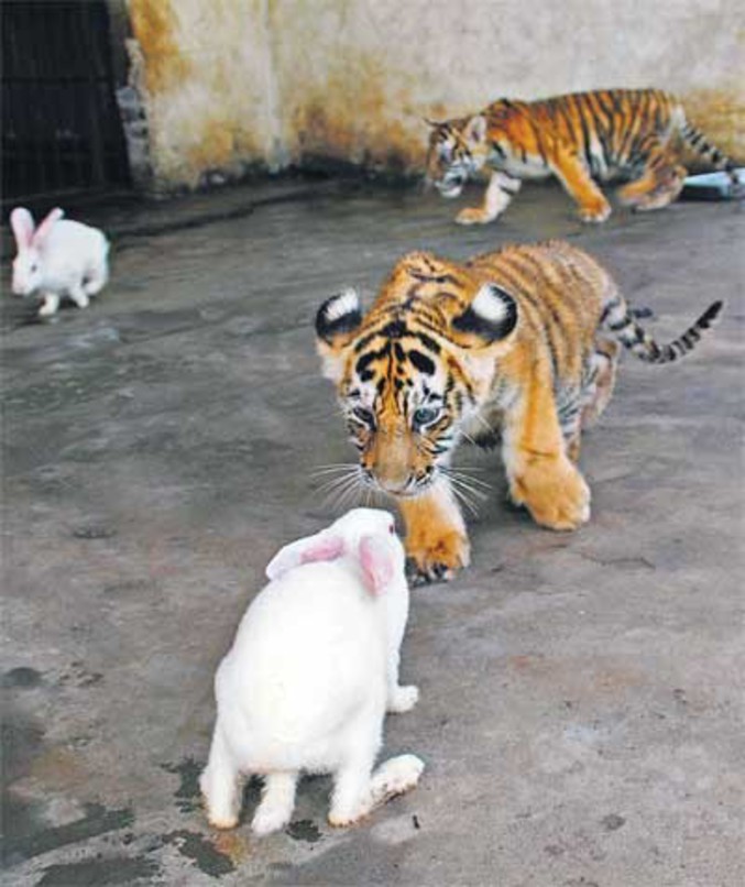 Un tigre et un lapin se font face, qu'adviendra-t-il ?