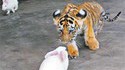 Tigre vs lapin
