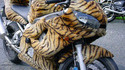 Moto poilue