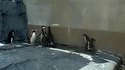 Jeu de pingouins