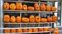Réunion de citrouilles