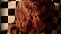 Taxidermie d'un chat