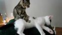 Chaton masse chaton