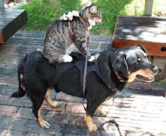 2 souris sur le dos d'un chat qui lui même est sur le dos d'un chien.