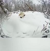 Réveil hivernal de l’aigle à tête blanche 