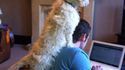 Watchdog
