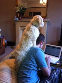 Watchdog
