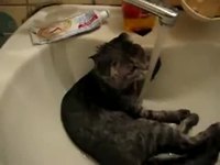 Le chat se lave