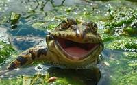 "Petite, fais moi un bisou et je me transforme en Brad Pitt !"