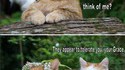 Seigneur chat
