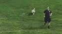 Le petit chien dans la prairie