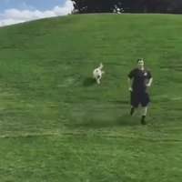 Le petit chien dans la prairie