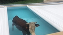 Y a une vache dans la piscine
