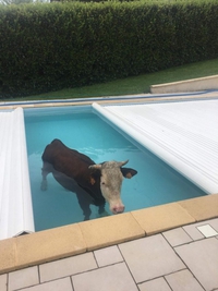 Y a une vache dans la piscine
