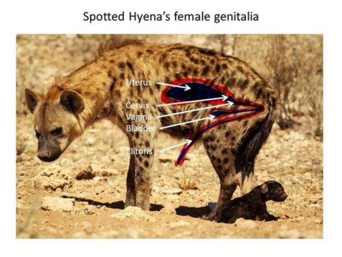 La hyène tachetée est remarquable pour la structure et l'apparence des organes génitaux féminins. Les organes génitaux des femelles ressemblent beaucoup à ceux des mâles ; le clitoris est en forme de pénis, un pseudo-pénis, et est capable d'érection entre 15 et 20cm. Ce pseudo-pénis est une caractéristique unique parmi les mammifères. La femelle ne possède pas non plus de vagin externe (ouverture vaginale), car les lèvres sont fusionnées pour former un pseudo-scrotum. Le pseudo-pénis est traversé jusqu'à son extrémité par un canal urogénital central par lequel la femelle urine, copule et donne naissance !