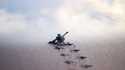 La marche de la tortue