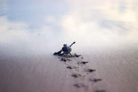 La marche de la tortue