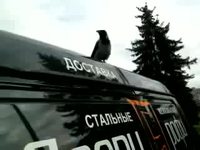 Un coq