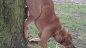 Comme tous les chiens, Médor marquait son territoire
