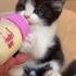 Le chaton boit son lolo