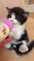 Le chaton boit son lolo